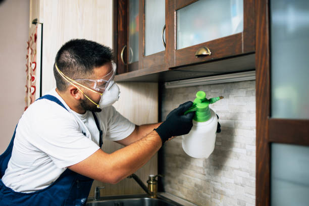 Best Termite Control Services  in Rainbow Springs, FL