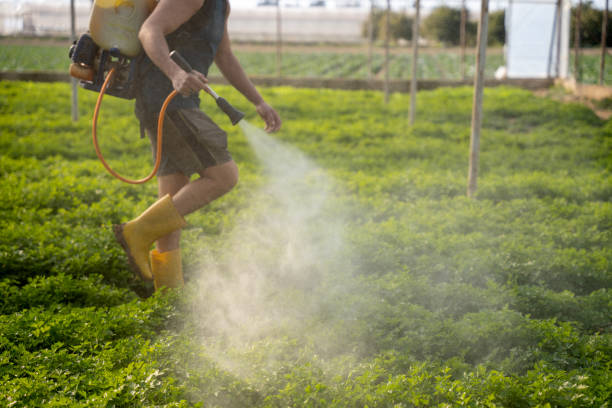 Best Wasp Removal Services  in Rainbow Springs, FL