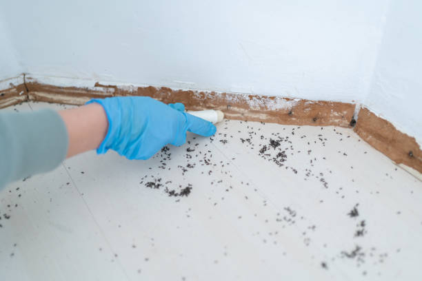 Best Local Pest Control Services  in Rainbow Springs, FL